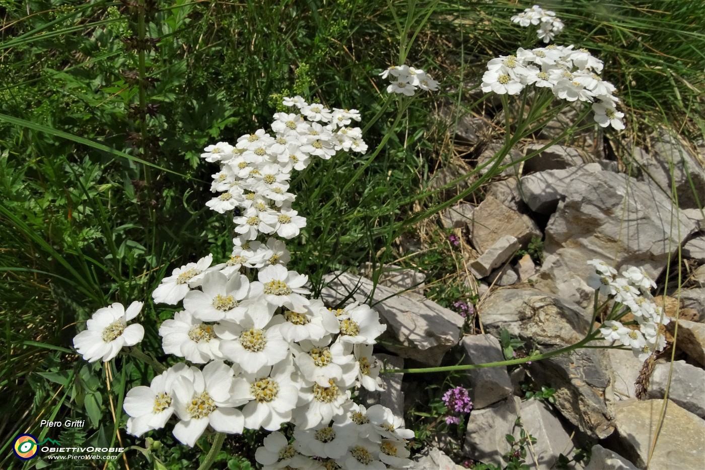 63 Millefoglio di Clavena (Achillea Clavenae) con Viola di Duby (Viola dubyana).JPG